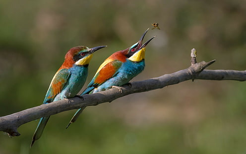 Golden bee-eater, Golden bee-eater, Bird, bee-eater, branch, catches, insect, european bee-eater, HD wallpaper HD wallpaper