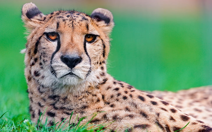 леопардова снимка, гепард, голяма котка, лице, петнисто, HD тапет