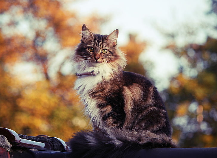 長い毛皮の黒、白、茶色の猫、猫、ふわふわ、屋根、座る、 HDデスクトップの壁紙