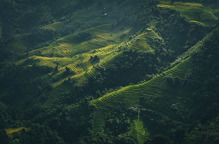 bosque, árboles, Vietnam, granja, vista aérea, paisaje, campo, Fondo de pantalla HD