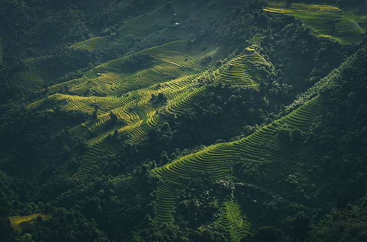 рисовая терраса, аэрофотоснимок поля урожая в дневное время, пейзаж, Вьетнам, вид сверху, лес, деревья, ферма, поле, HD обои