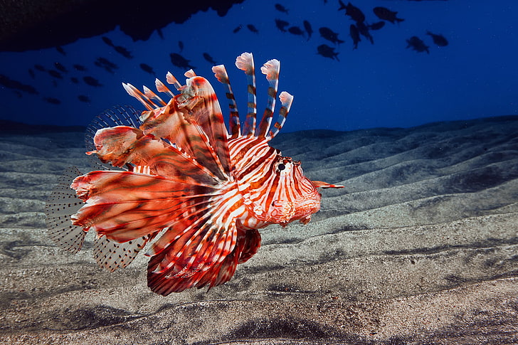 red and white fish, sand, sea, the ocean, the bottom, fish lion, lionfish, fish-dragon, HD wallpaper