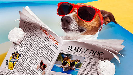 eyewear, dog, sunglasses, funny, newspaper, dog reading, jack russel, terrier, HD wallpaper HD wallpaper
