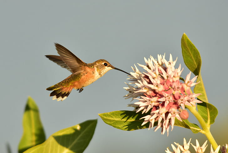 การถ่ายภาพแบบเลือกโฟกัสของนกฮัมมิ่งเบิร์ดในดอกไม้สีขาว, นกฮัมมิ่งเบิร์ด, เขตรักษาพันธุ์สัตว์ป่าแห่งชาติ Seedskadee, โฟกัสที่เลือก, การถ่ายภาพ, ดอกไม้สีขาว, Rufous Hummingbird, นกอพยพ, NWR, USFWS, การอนุรักษ์ธรรมชาติ, แมลงผสมเกสร, นกฮัมมิ่งเบิร์ด, นก, โฉบ, ธรรมชาติ, สัตว์, สัตว์ป่าบินกางปีกนกที่เพรียกร้อง, วอลล์เปเปอร์ HD