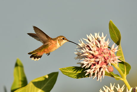 การถ่ายภาพแบบเลือกโฟกัสของนกฮัมมิ่งเบิร์ดในดอกไม้สีขาว, นกฮัมมิ่งเบิร์ด, เขตรักษาพันธุ์สัตว์ป่าแห่งชาติ Seedskadee, โฟกัสที่เลือก, การถ่ายภาพ, ดอกไม้สีขาว, Rufous Hummingbird, นกอพยพ, NWR, USFWS, การอนุรักษ์ธรรมชาติ, แมลงผสมเกสร, นกฮัมมิ่งเบิร์ด, นก, โฉบ, ธรรมชาติ, สัตว์, สัตว์ป่าบินกางปีกนกที่เพรียกร้อง, วอลล์เปเปอร์ HD HD wallpaper