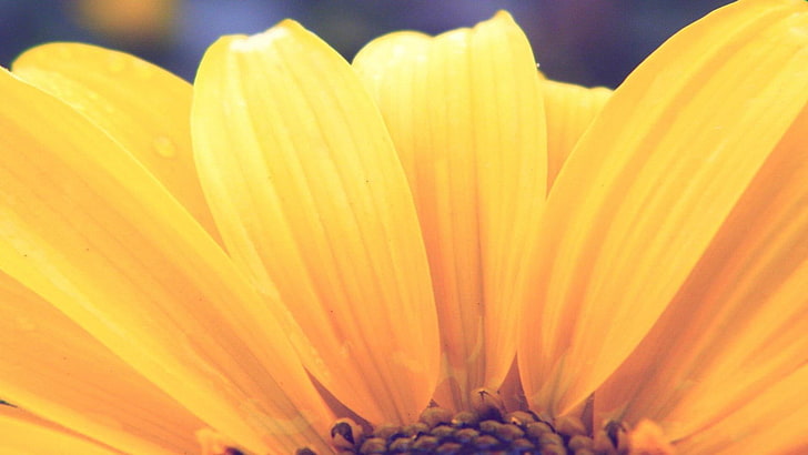 สิ่งทอลายดอกไม้สีเหลืองและสีม่วงธรรมชาติดอกไม้มาโครพืช, วอลล์เปเปอร์ HD
