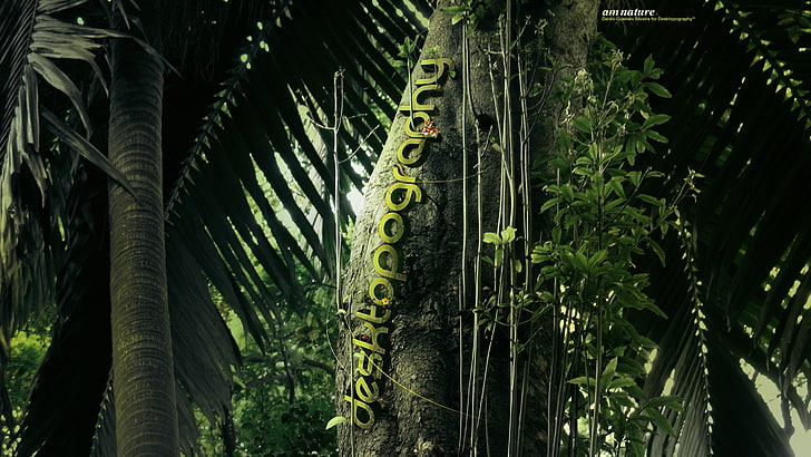 Дектопография, джунгла, растения, дървета, палми, природа, дигитално изкуство, HD тапет