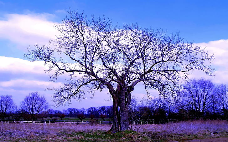 Beyond Hope, field, tree, purple, blue, 3d y abstract, Fondo de pantalla HD