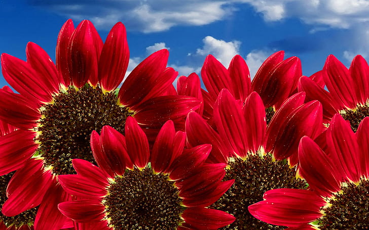 Pure Red Sunflowers, pure, sunflowers, flowers, HD wallpaper