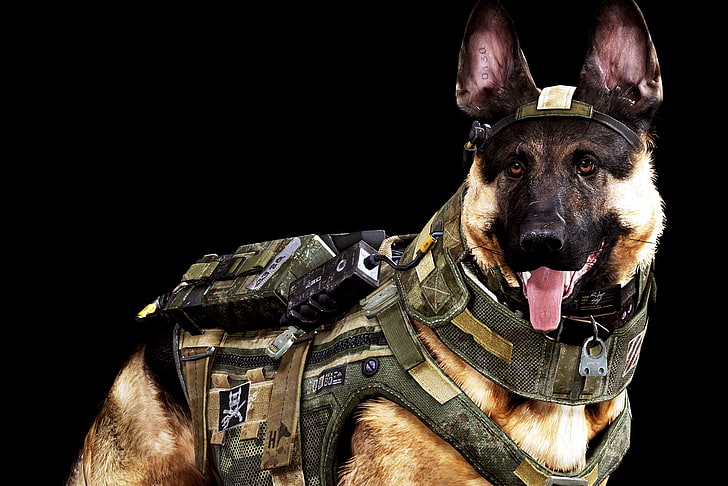 army, dogs, german shepherd, soldier, HD wallpaper
