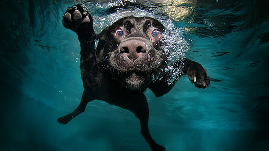 black labrador retriever di badan air, Anjing, 5k, 4k wallpaper, anak anjing, hitam, bawah air, lucu, hewan, hewan peliharaan, gelembung air, Wallpaper HD HD wallpaper