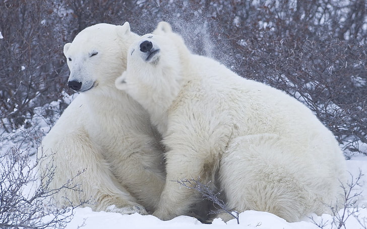 two polar bears, polar bears, snow, winter, hugs, affection, HD wallpaper
