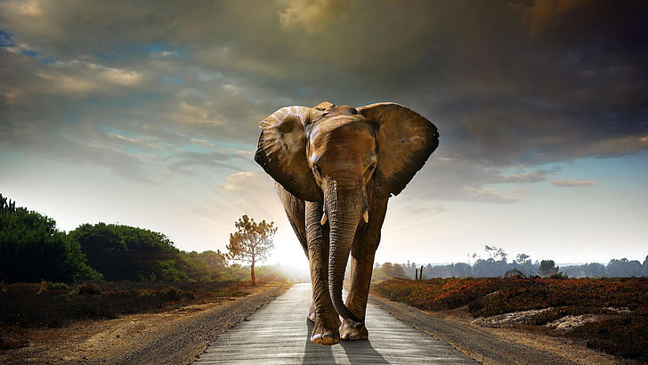 слон, дикое животное, живая природа, дорога, асфальт, небо, облако, дерево, HD обои