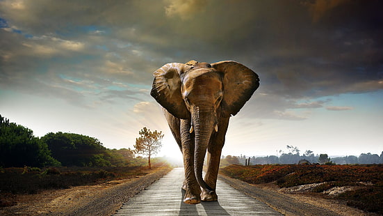 elefant, vilda djur, djurliv, väg, asfalt, himmel, moln, träd, HD tapet HD wallpaper