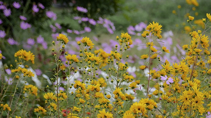 жълти и бели листни цветя, цветя, природа, жълти цветя, HD тапет