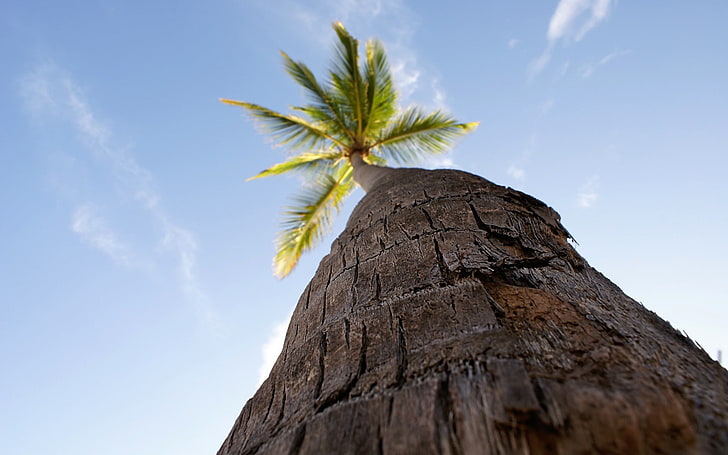 Fotografie, Natur, Bäume, Palmen, Wurmperspektive, HD-Hintergrundbild