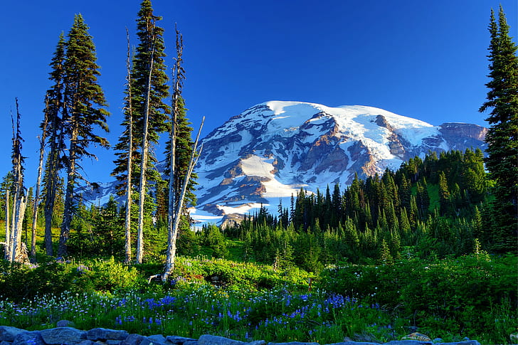 Mount Rainier, USA, green leaved trees and mountain, flowers, grass, slope, spruce, snow, mountains, trees, sky, USA, Mount Rainier, HD wallpaper