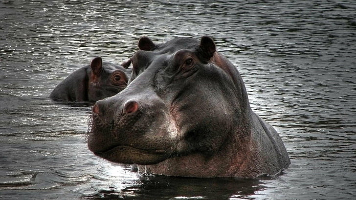 aferica, animals, hippopotamus, HD wallpaper