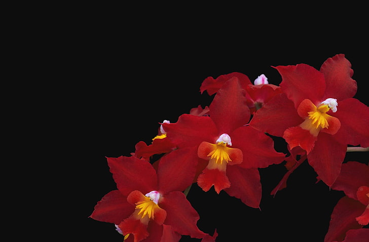 red flowers, orchid, flower, red, thread, black background, HD wallpaper