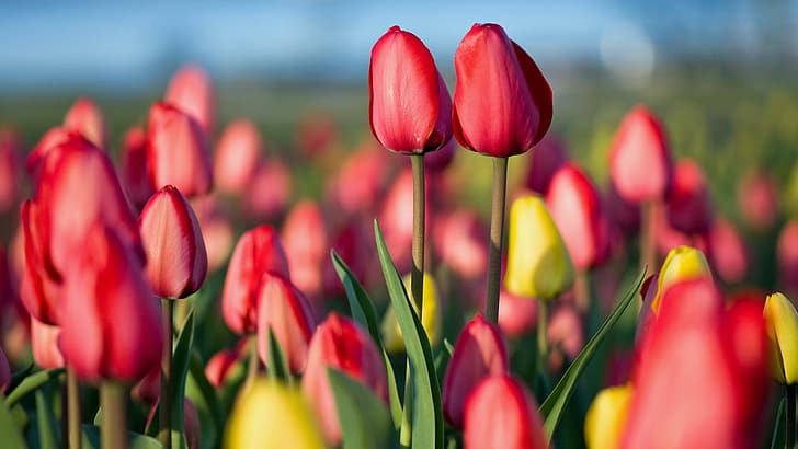 flowers, nature, spring, tulips, a couple, HD wallpaper