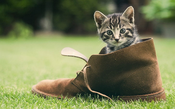 silver tabby kitten, kitten, shoes, grass, HD wallpaper