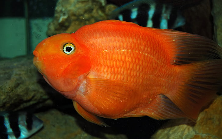 Red Ikan Parrot Fish 3840×2400, HD wallpaper
