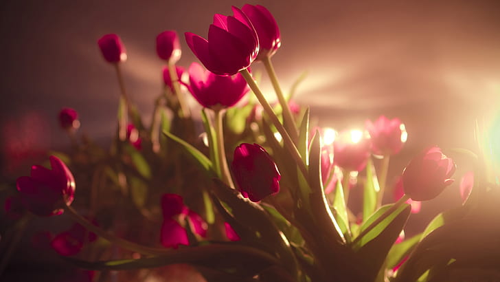زهور التوليب الحمراء ، تصوير بإضاءة خلفية ، أحمر ، توليب ، زهور ، إضاءة خلفية ، تصوير، خلفية HD