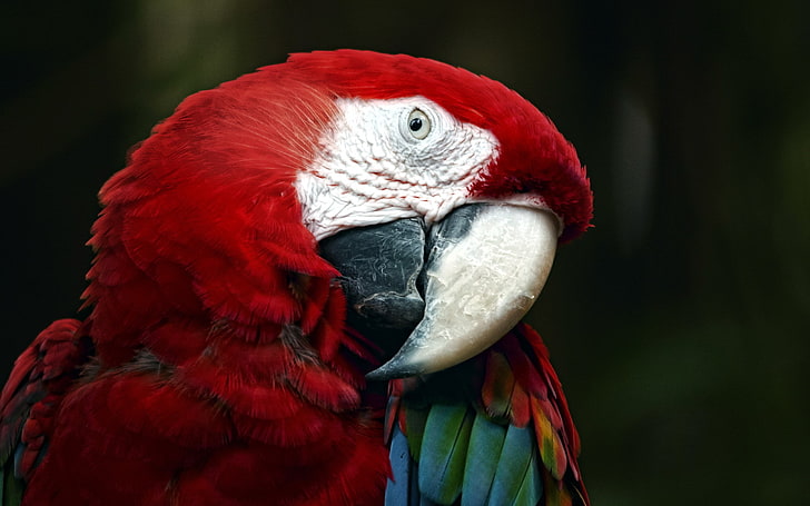 scarlet macaw, HD wallpaper | Wallpaperbetter