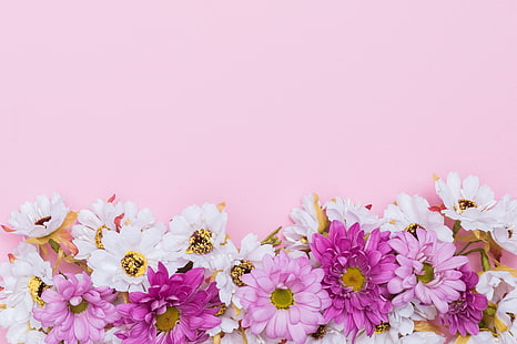 fleurs, fond, camomille, rose, frais, chrysanthème, printemps, tendre, Fond d'écran HD HD wallpaper