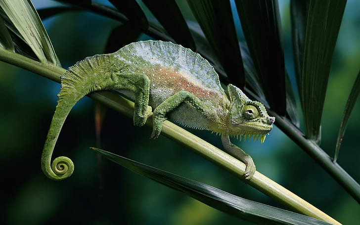 Panther Chameleon, Stem, Leaves, Close Up, Nature, green white and brown lizard, panther chameleon, stem, leaves, close up, nature, HD wallpaper