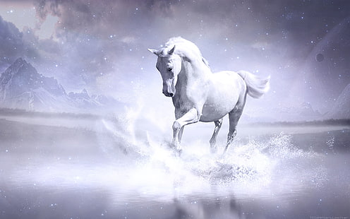 White Horse, white, horse, HD wallpaper HD wallpaper