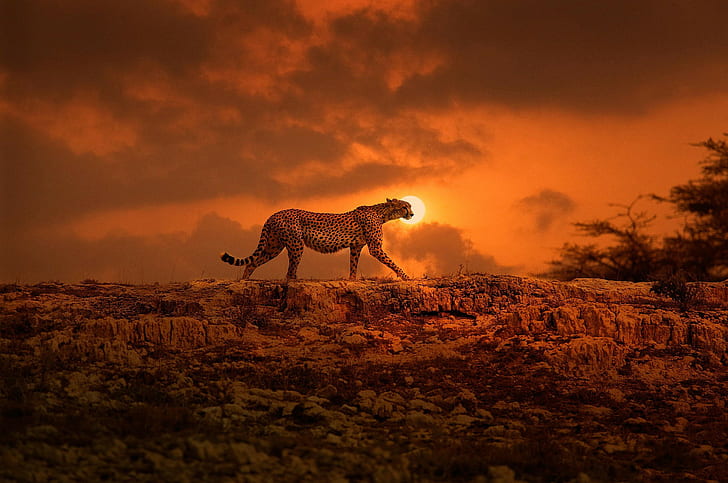 Ghepardo, Kenya, Africa, gatto grande, passeggiata, il sole, Africa, Kenya, ghepardo, Sfondo HD