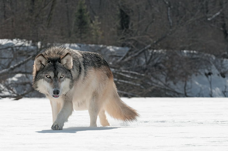 lupo, animali, neve, Sfondo HD