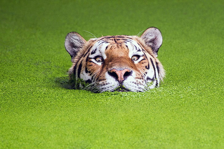 muzzles, water, nature, tiger, green, animals, depth of field, HD wallpaper