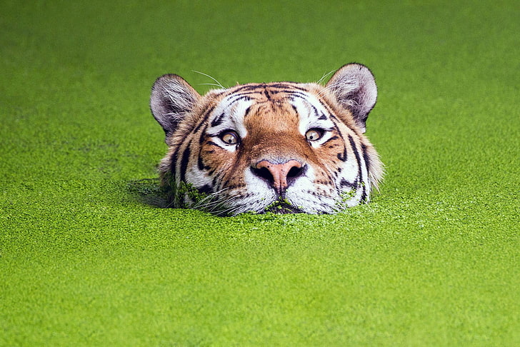 tigre marrón y negro, naturaleza, verde, animales, tigre, bozales, agua, profundidad de campo, Fondo de pantalla HD