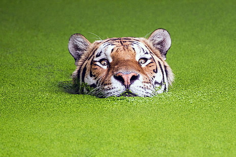tigre marrom e preto, natureza, verde, animais, tigre, focinhos, água, profundidade de campo, HD papel de parede HD wallpaper