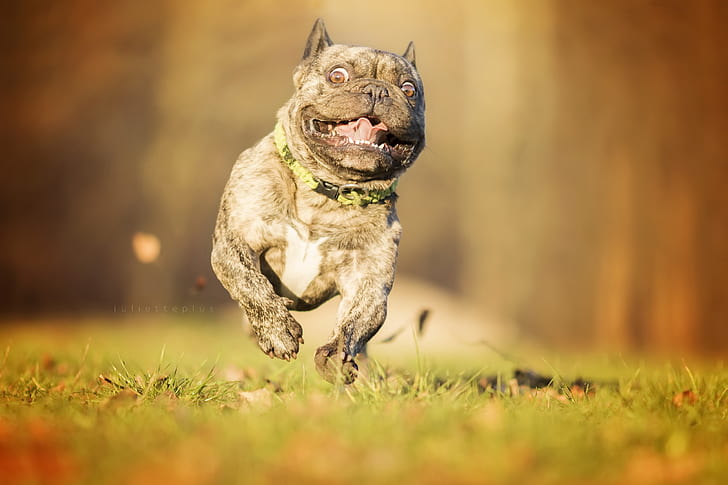 look, dog, running, French bulldog, HD wallpaper