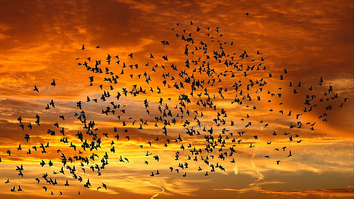 Birds, Bird, Animal, Flock Of Birds, Flying, Sunset, HD wallpaper