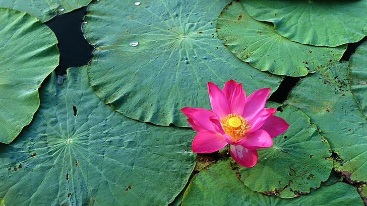 pink waterlily flower, lily, rose, water, drops, leaves, HD wallpaper