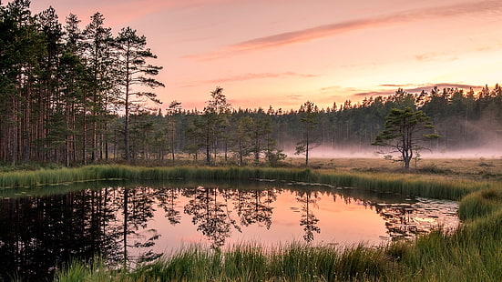 reflection, wetland, pink sky, bog, dawn, morning, swamp, marsh, pond, HD wallpaper HD wallpaper