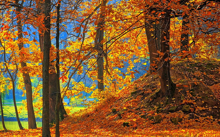 Floresta, árvores, folhas vermelhas, chão, outono, Floresta, árvores, vermelho, folhas, chão, outono, HD papel de parede