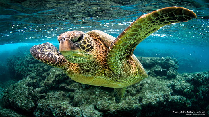 Uma tartaruga marinha de lazer, Kauai, Havaí, vida no oceano, HD papel de parede