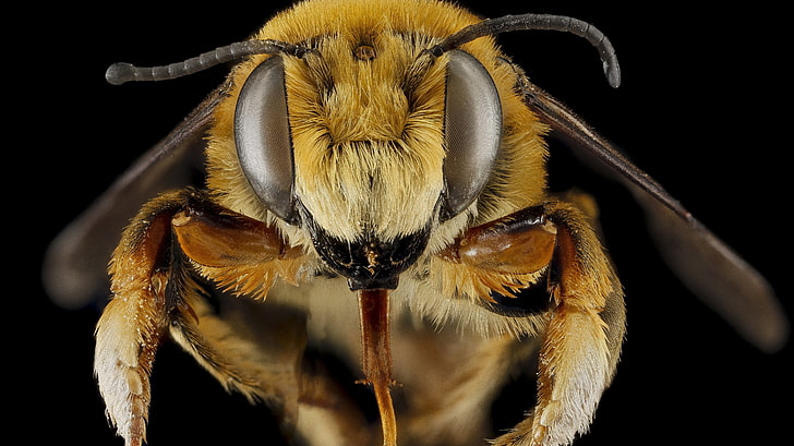 黄色のスズメバチ、黄色のスズメバチ、自然、マクロ、昆虫、触手、足、髪、被写界深度、目、蜂、黒の背景、翼、 HDデスクトップの壁紙