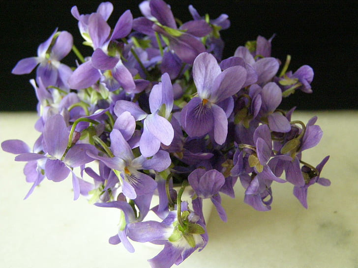 スミレ、紫の花びらの花、青、スミレ、少し、花、3 dおよび抽象、 HDデスクトップの壁紙