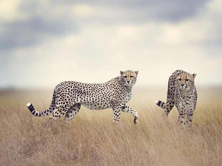 Cheetah, 5K, Wildlife, HD wallpaper