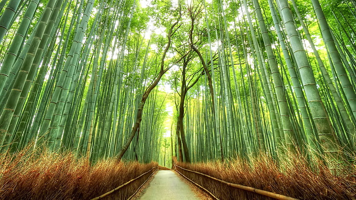 forest pathway painting, landscape, bamboo, path, Japan, nature, fence, forest, Kyoto, trees, HD wallpaper