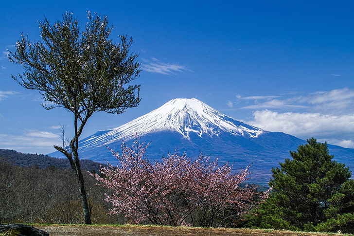 Wulkany, góra Fuji, kwiat wiśni, drzewo wiśni, Japonia, sakura, wiosna, szczyt, wulkan, Tapety HD