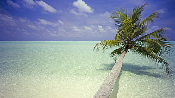 palm trees, beach, landscape, HD wallpaper