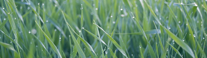 Geringe Tiefenschärfe Fotografie von Tautropfen auf grünem Gras, Gras, Grün, Wassertropfen, Pflanzen, HD-Hintergrundbild