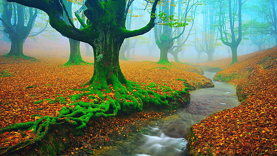деревья, лесистая местность, лиственные, ручей, лес otzarreta, туманный, европа, природный парк горбеа, ручей, осень, вода, природа, туман, пейзаж, лес, реки, испания, HD обои HD wallpaper